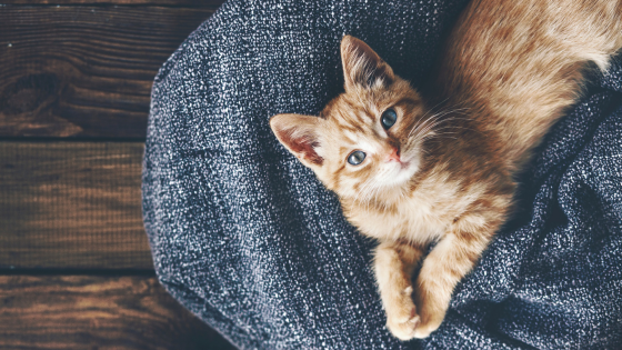 Cat-Friendly Ideas for Your Atlanta home | JYB Realty
