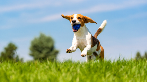 Celebrate Canine Fitness Month Around Atlanta | JYB Realty