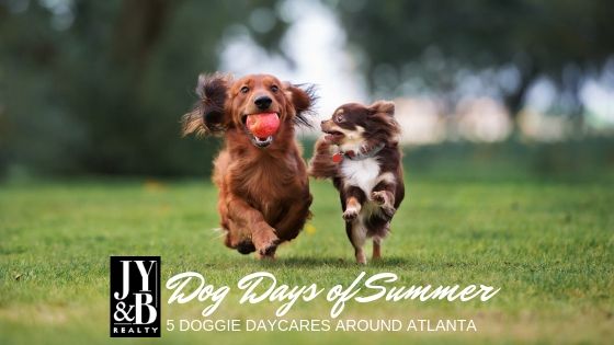 Doggie Daycares in Atlanta - JY&B Realty