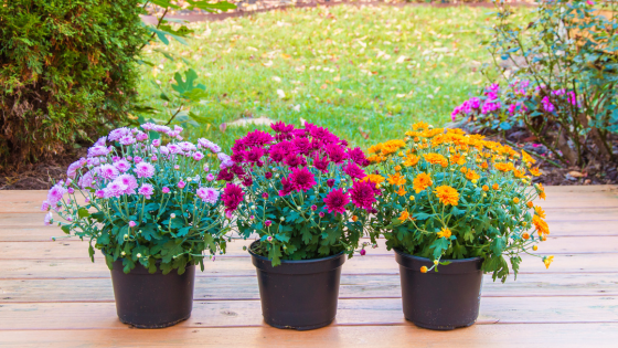Fall-Ready: Transforming Your Atlanta Garden After Summer | JYB Realty