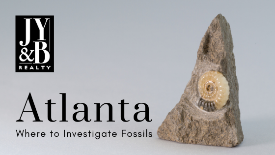 Investigate Fossils Around Atlanta - JYB Realty