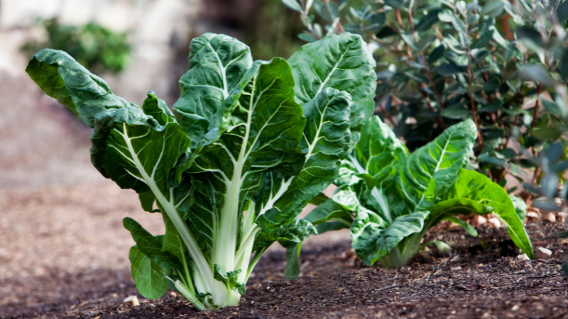 Grow These Vegetables Mid-Summer Around Atlanta | JYB Realty