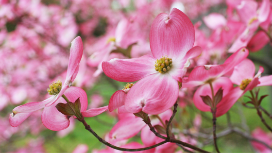 Where to Find the Most Stunning Spring Blooms in Atlanta | JYB Realty